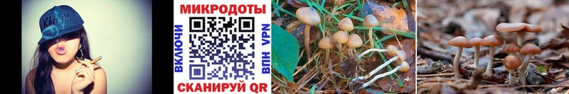 Псилоцибиновые грибы Psilocybine cubensis  Гулькевичи 